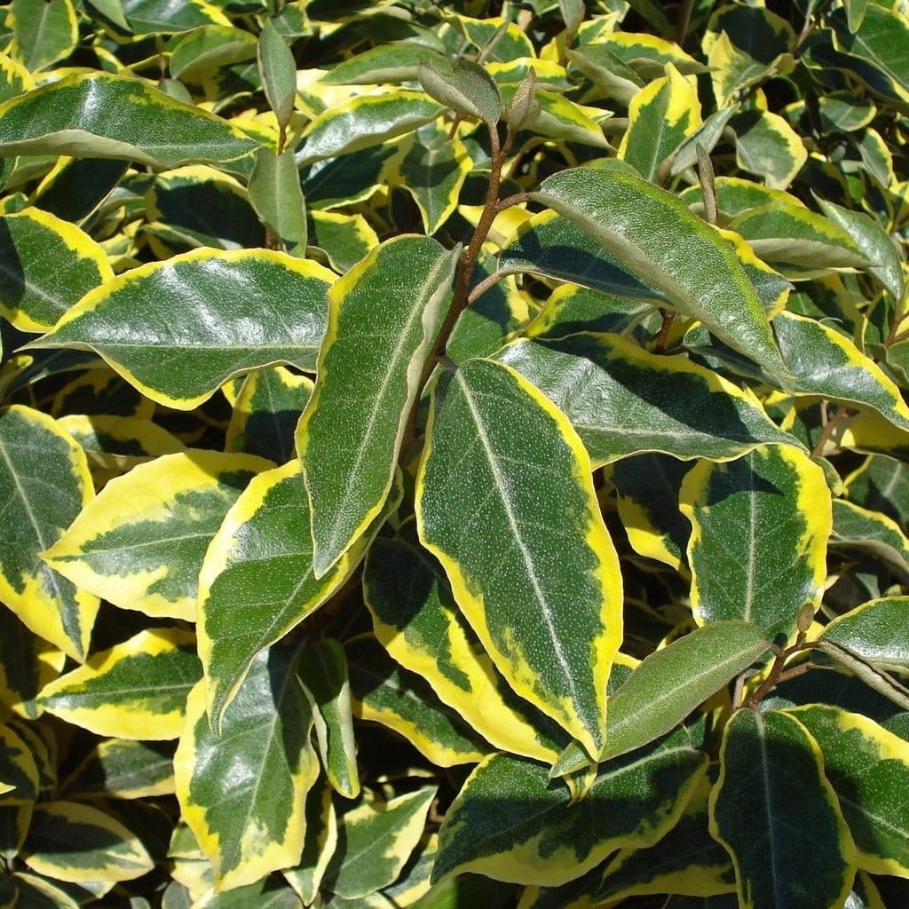 ELAEAGNUS x ebbingeii ‘Gilt Edge’ / Chalef 'Gilt Edge' - Photo 3