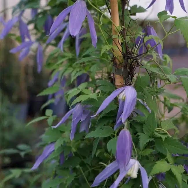 Clématite des Alpes - clematis alpina - Photo 3