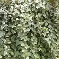 Lierre des bois 'Glacier' - hedera helix - Photo 3