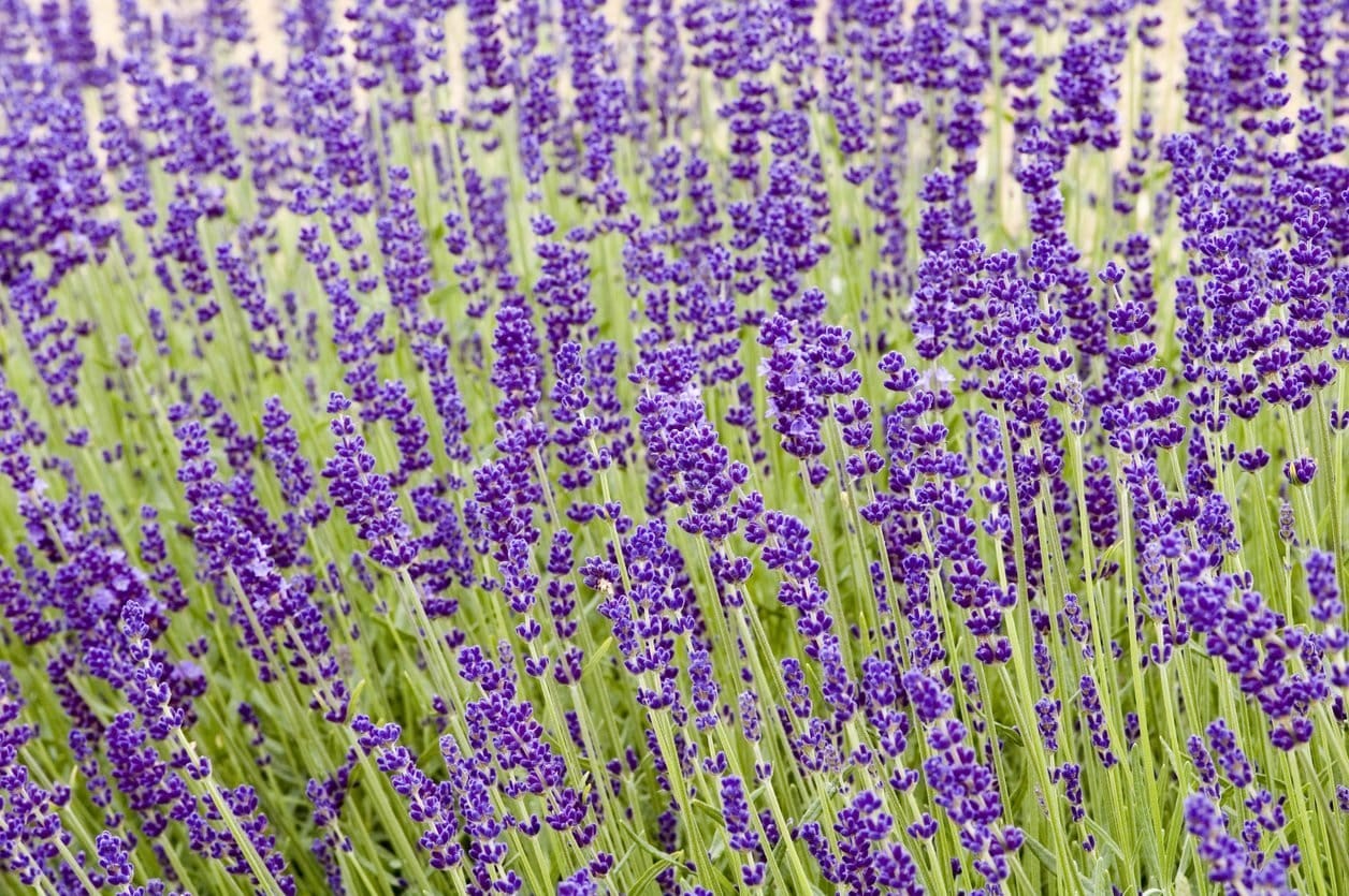 LAVANDULA angustifolia ‘Hidcote’ / Lavande - Photo 2