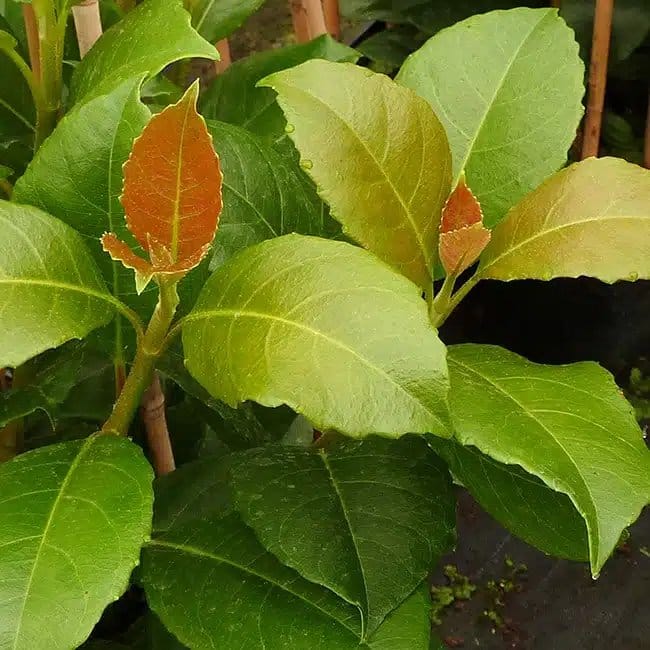 Hortensia grimpant 'Seemanii' - hydrangea - Photo 5