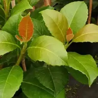 Hortensia grimpant 'Seemanii' - hydrangea - Photo 5