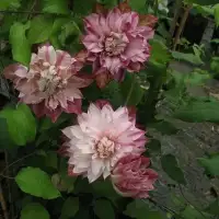 Clématite 'Patricia Ann Fretwell®' (‘Pafar’) - clematis - Photo 2