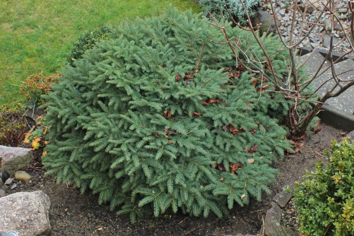 PICEA abies ‘Nidiformis’  / Picea abies 'Nidiformis' - Photo 1