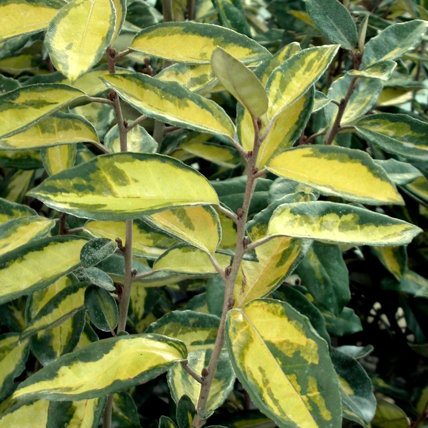 ELAEAGNUS x ebbingeii ‘Limelight’ / Chalef 'Limelight' - Photo 1