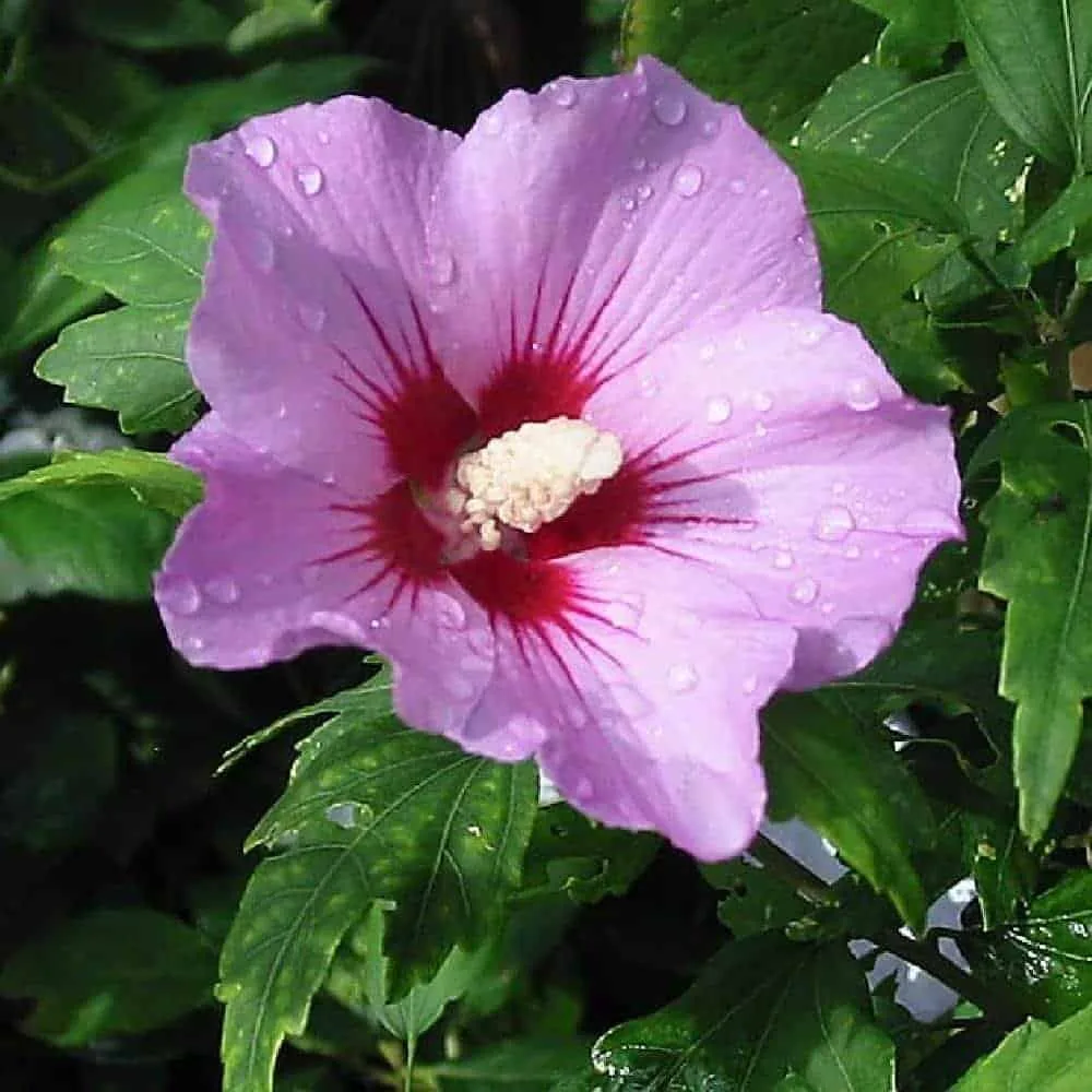 HIBISCUS syriacus ‘Woodbridge’ / Mauve en arbre 'Woodbridge'