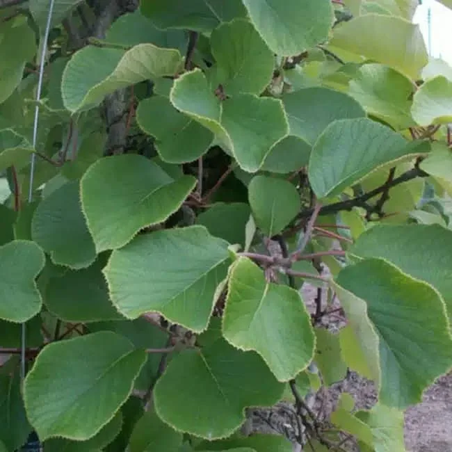 Kiwi mâle 'Tomuri' - actinidia mâle