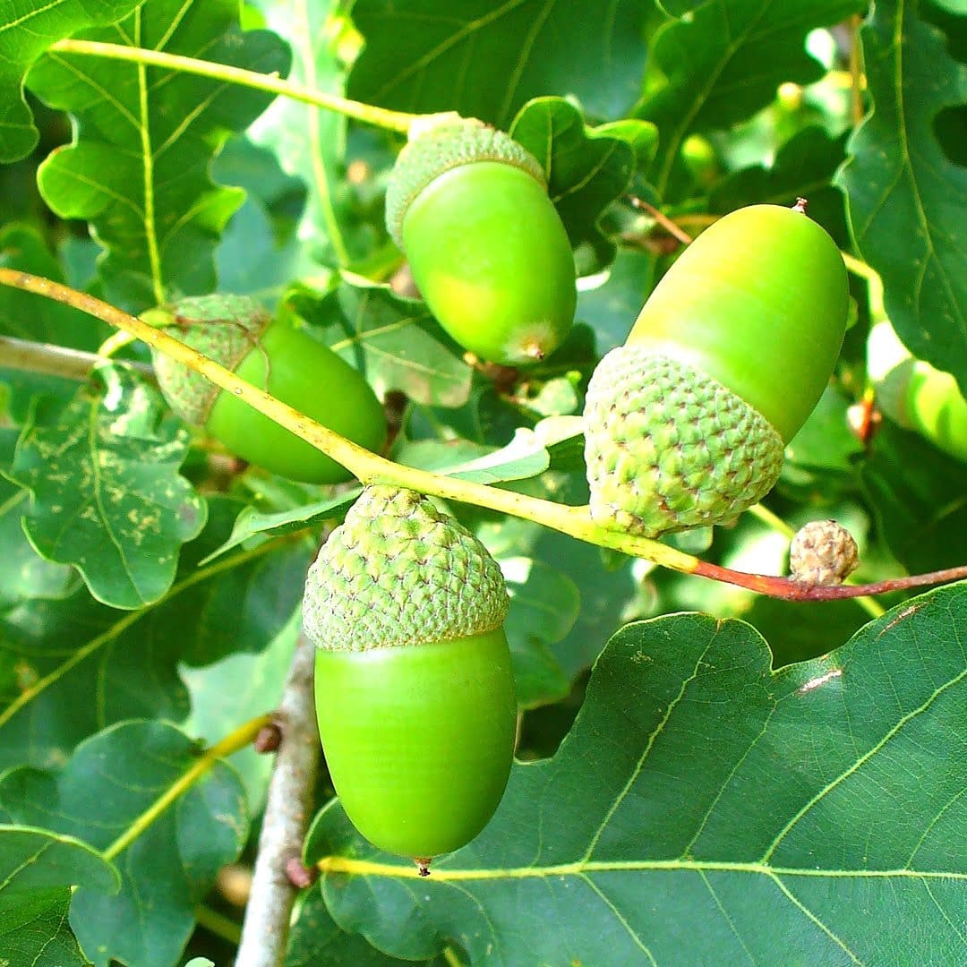 QUERCUS robur / Chêne pédonculé - Photo 3