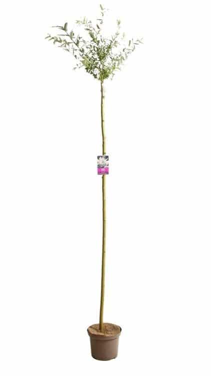 SALIX integra ‘Hakuro Nishiki’ / Saule crevette 'Hakuro Nishiki' - Photo 5