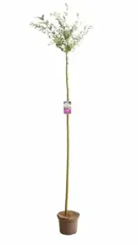 SALIX integra ‘Hakuro Nishiki’ / Saule crevette 'Hakuro Nishiki' - Photo 5