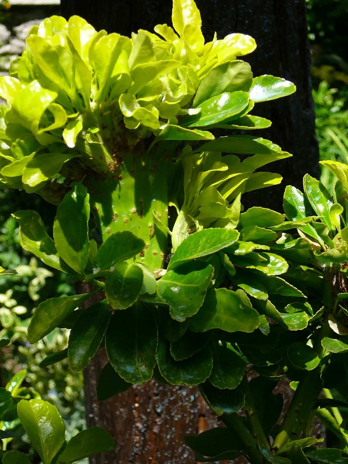 EUONYMUS japonicus / Fusain du Japon - Photo 3