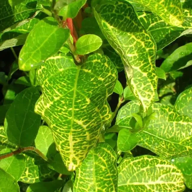 LONICERA japonica ' Aureoreticulata' - Chèvrefeuille du Japon 'Aureoreticulata'