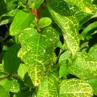 LONICERA japonica ' Aureoreticulata' - Chèvrefeuille du Japon 'Aureoreticulata' - Photo 1