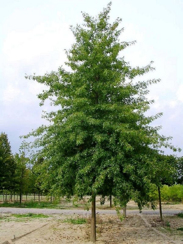 QUERCUS palustris / Chêne des marais - Photo 1