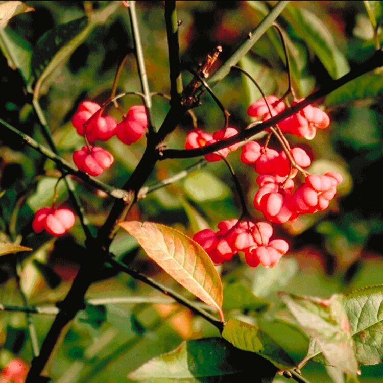 EUONYMUS europaeus - Photo 2