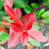 PHOTINIA x fraseri ‘Red Robin’ / Photinia 'Red Robin' - Photo 1