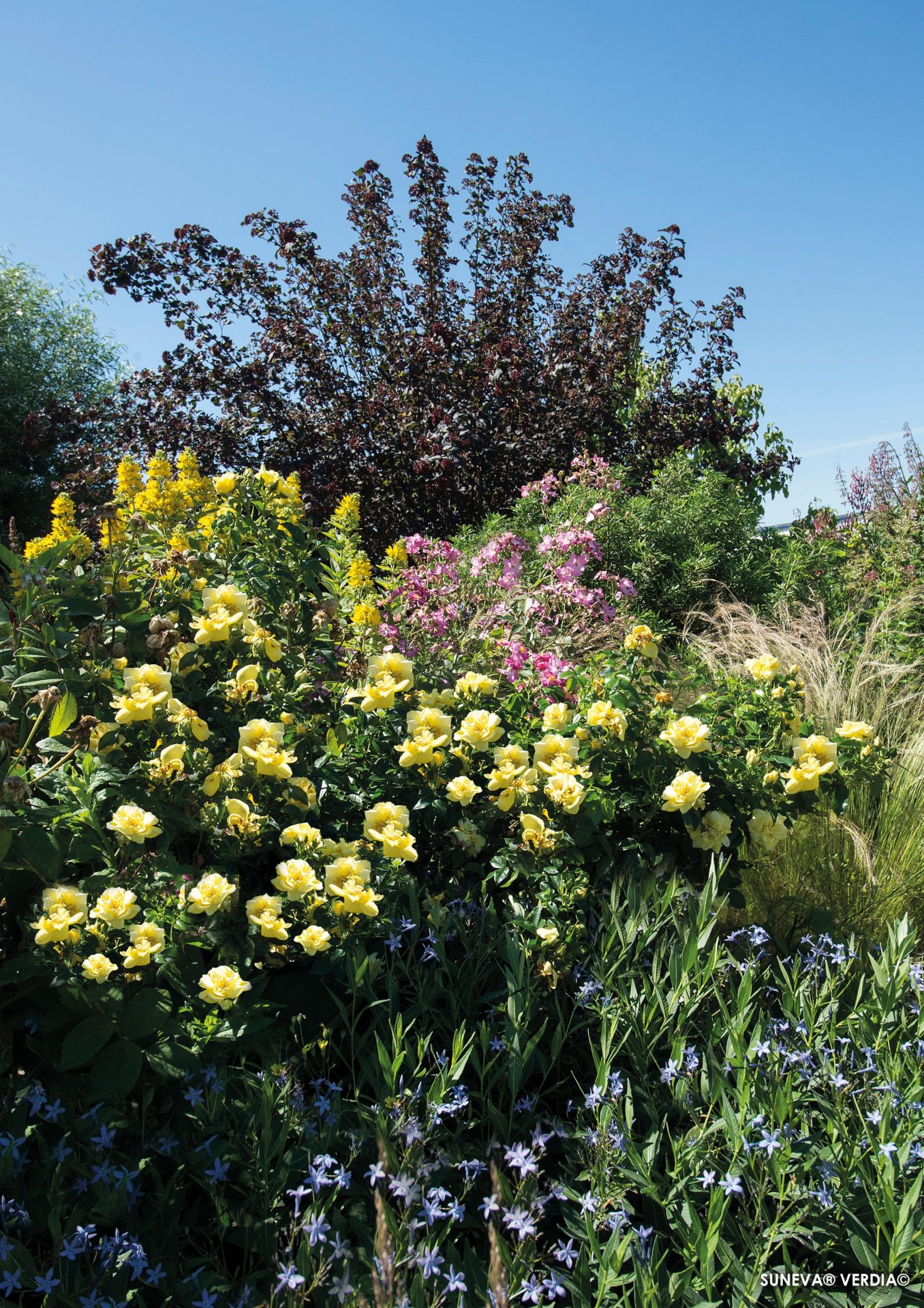 ROSIER décorosier 'Célina' (jaune) - Photo 2