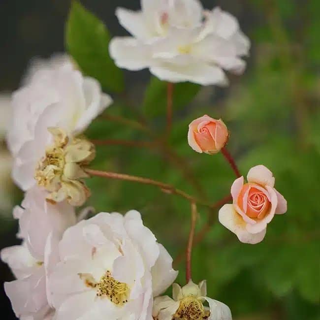 Rosier de Banks 'Alba Plena' - rosa banksiae - Photo 4