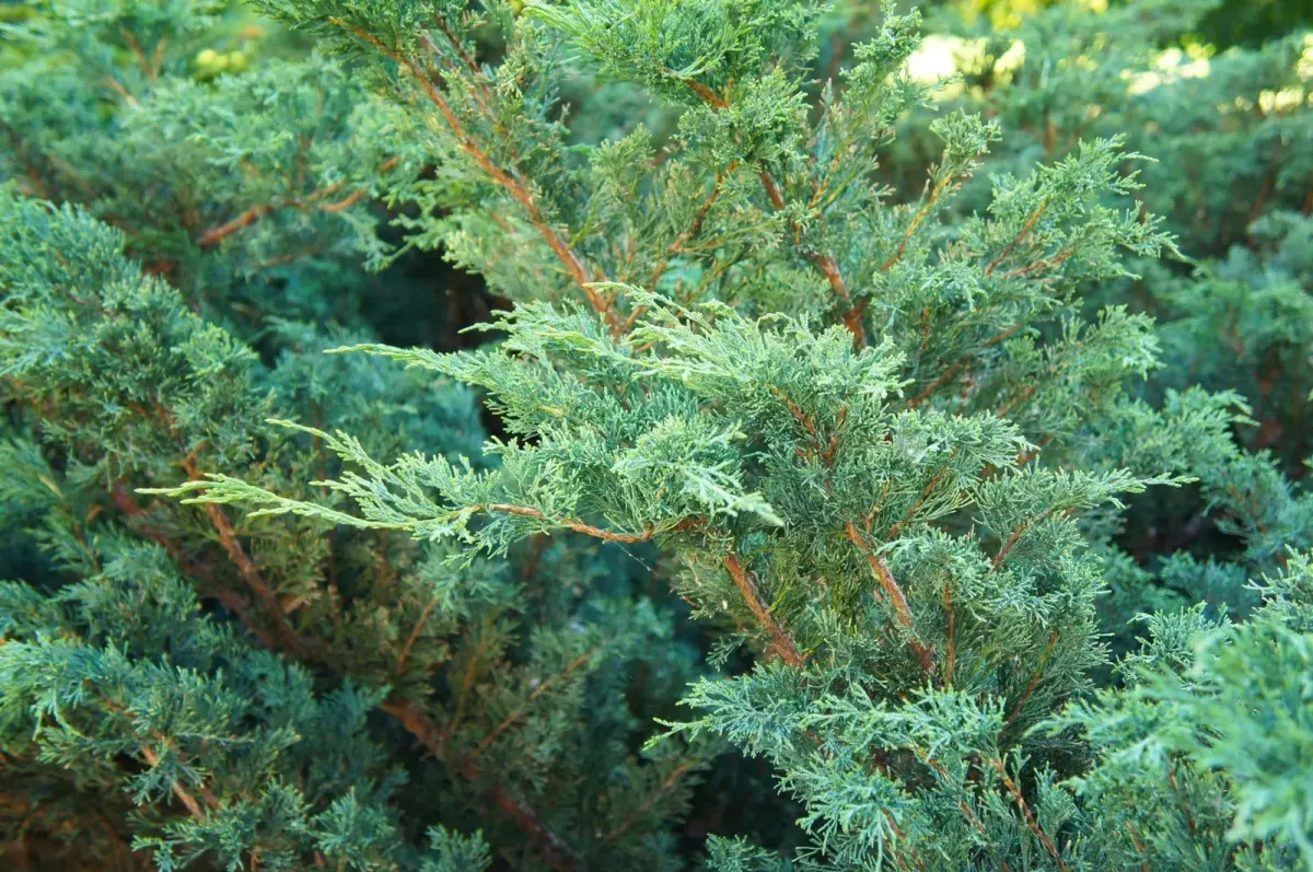 JUNIPERUS chinensis ‘Blue Alps’  / Genévrier de Chine 'Blue Alps' - Photo 1