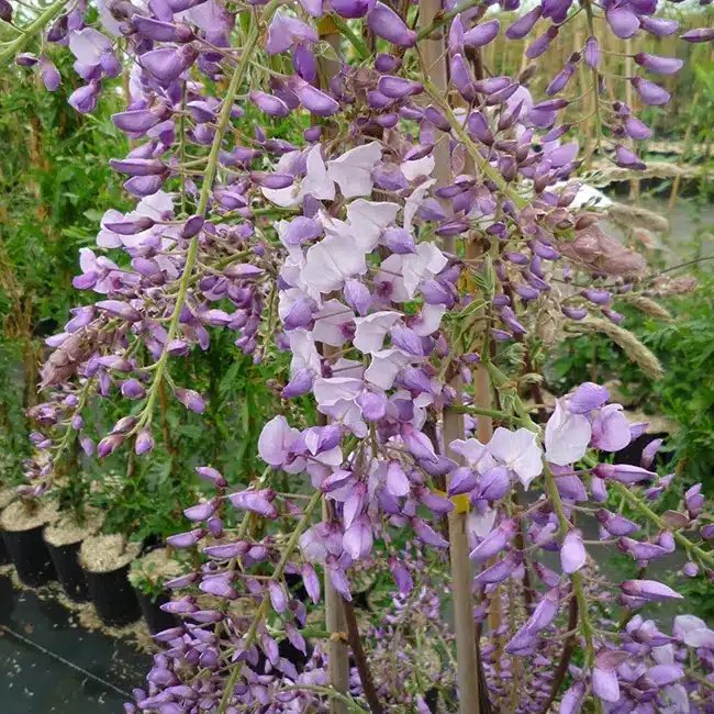 Glycine de Chine 'Caroline' - wisteria sinensis - Photo 1