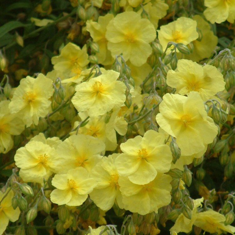 HELIANTHEMUM 'WISLEY PRIMROSE' / Hélianthème - Photo 1
