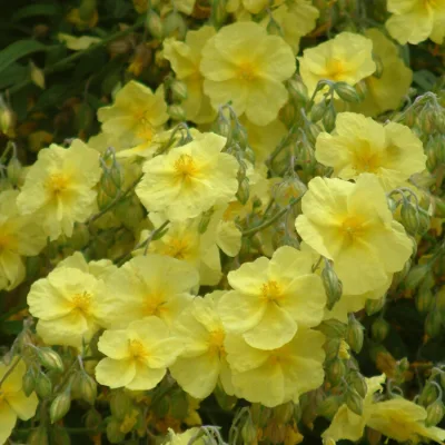 HELIANTHEMUM 'WISLEY PRIMROSE' / Hélianthème - Photo 1