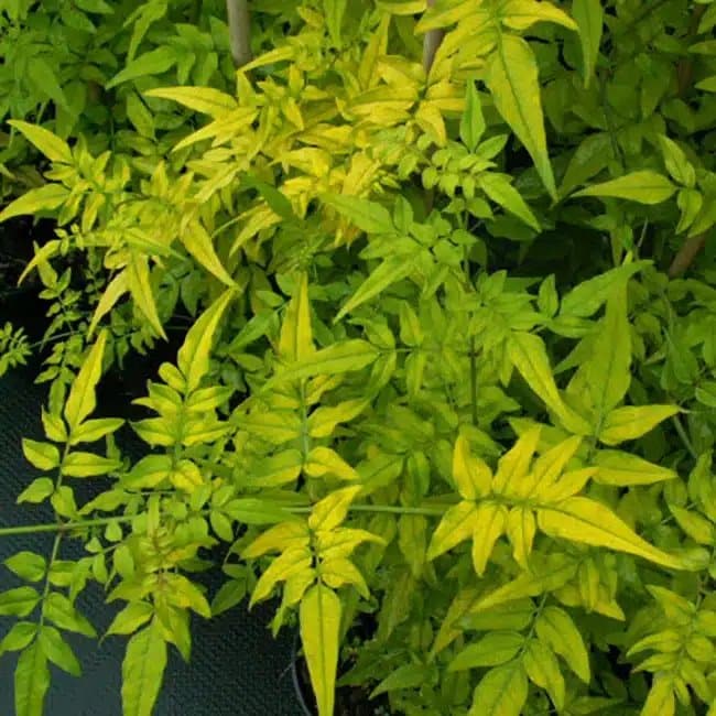 Jasmin officinal 'Aureovariegatum' - jasminum officinalis - Photo 3