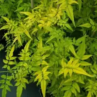 Jasmin officinal 'Aureovariegatum' - jasminum officinalis - Photo 3