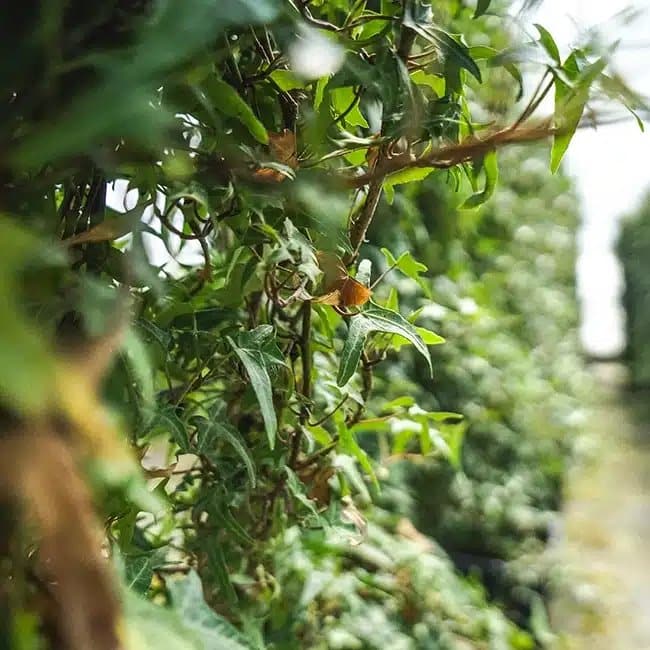 Lierre commun ‘Sagittifolia’ - hedera helix - Photo 3