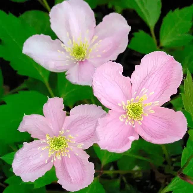 Clématite 'Mayleen' - clematis montana - Photo 5