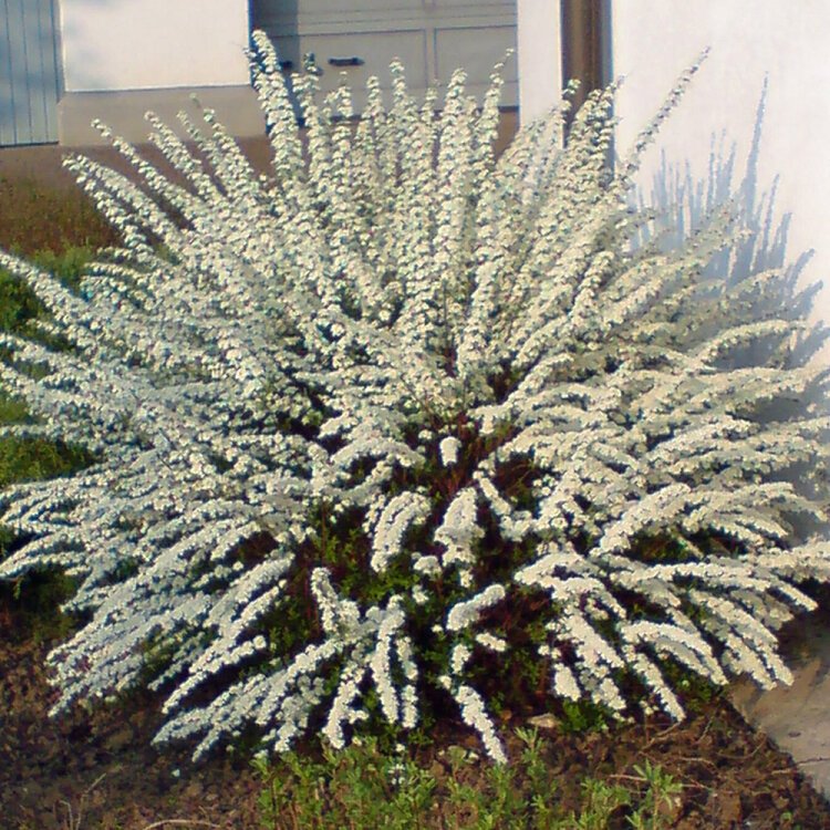 SPIRAEA thunbergii’ / Spirée de Thunberg - Photo 1