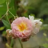 Rosier ancien 'Ghislaine de Féligonde' - rosa - Photo 3