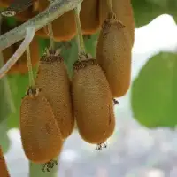 Kiwi femelle 'Bruno' - actinidia deliciosa - Photo 5