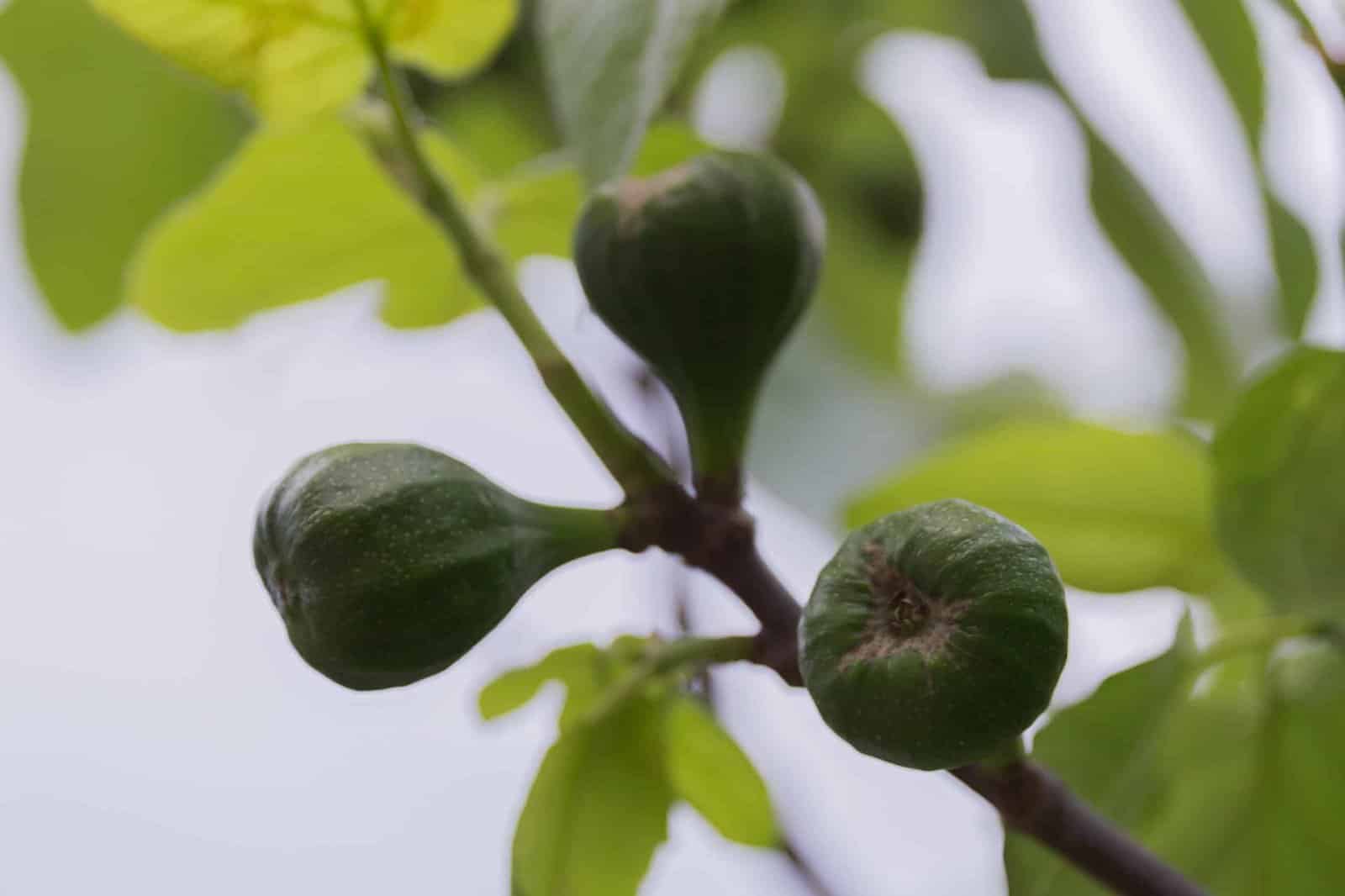 Ficus carica / Figuier - Photo 1