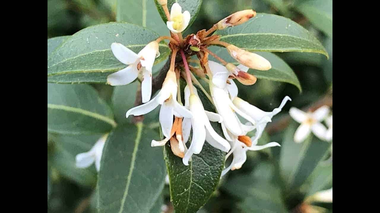 OSMANTHUS x burkwoodii / Osmanthe de Burkwood - Photo 3