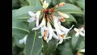 OSMANTHUS x burkwoodii / Osmanthe de Burkwood - Photo 3