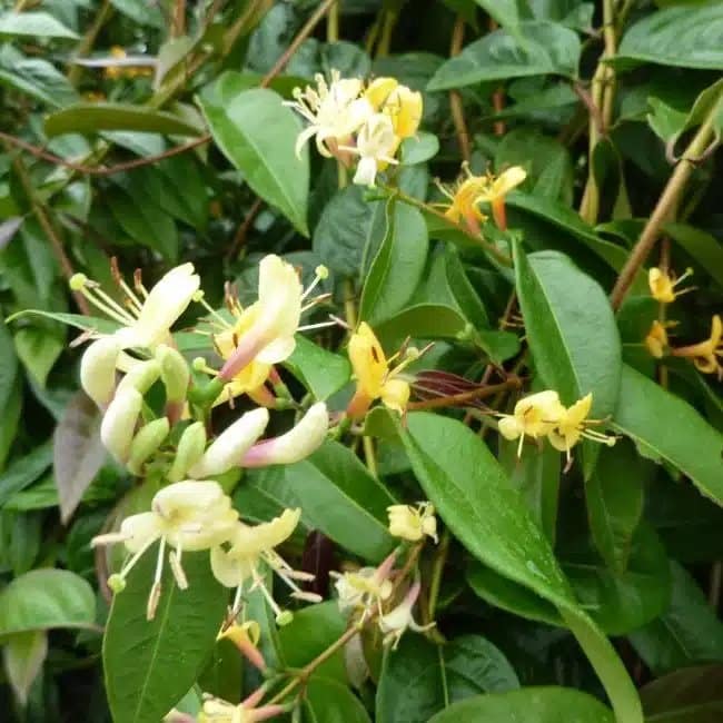 LONICERA henryi 'Copper beauty®' - Chèvrefeuille Henry 'Copper Beauty®' - Photo 1
