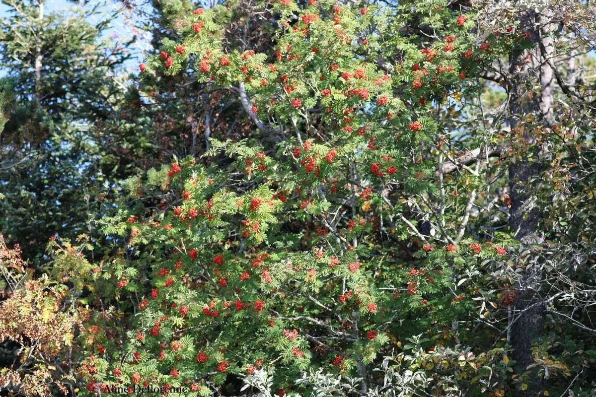 SORBUS aucuparia / Sorbier des oiseleurs - Photo 1