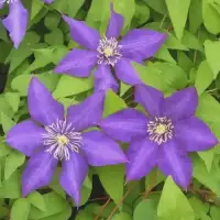 CLEMATIS 'Daniel Deronda' - Clématite 'Daniel Deronda' - Photo 3