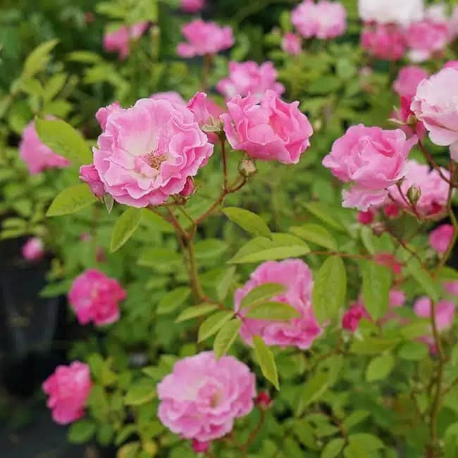 Rosier de Banks ‘Rosea’ - rosa banksiae - Photo 1