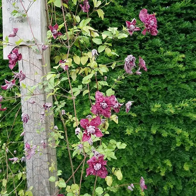 Clématite 'Purpurea Plena Elegans' - clematis viticella - Photo 2