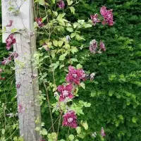 Clématite 'Purpurea Plena Elegans' - clematis viticella - Photo 2