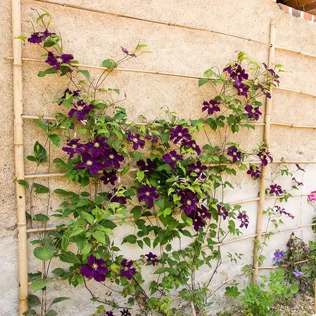 Clématite 'Warszawska Nike' - clematis - Photo 3