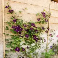 Clématite 'Warszawska Nike' - clematis - Photo 3