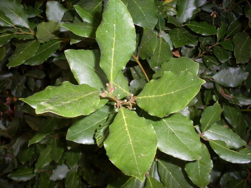 LAURUS nobilis / Laurier-Sauce - Photo 2