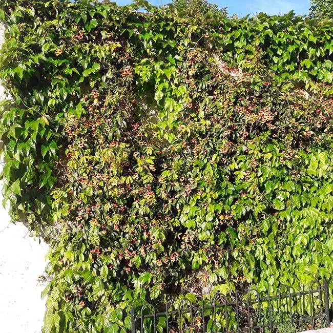 BIGNONE Capreolata - bignone à vrilles - Photo 3