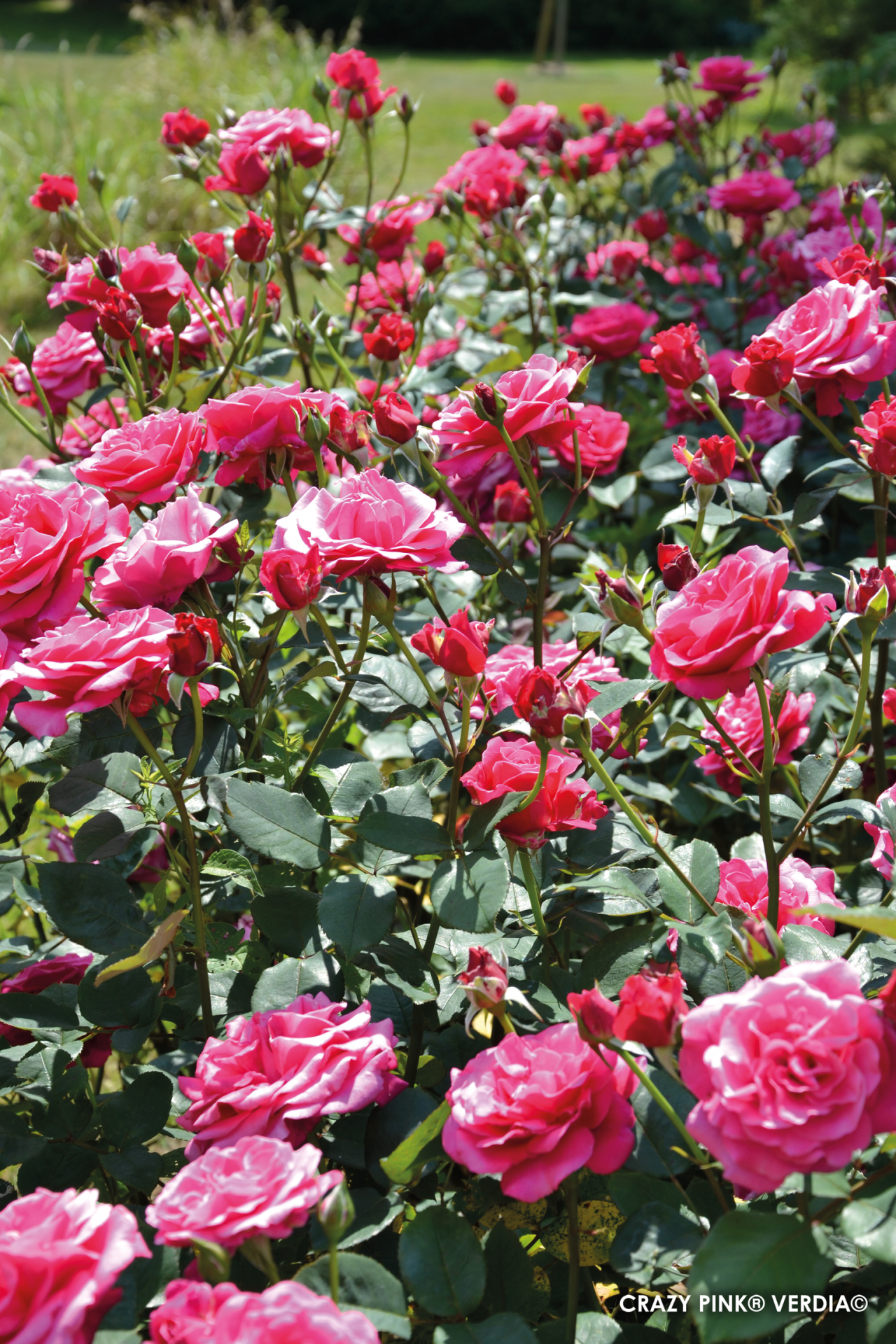 ROSIER buisson 'Crazy pink voluptia' - Photo 1