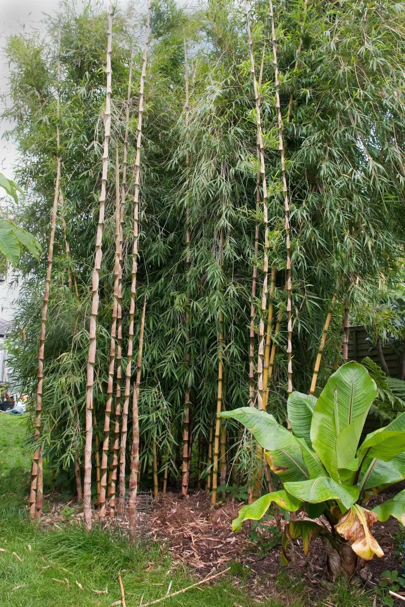 Phyllostachys bissetii / Bambou vert - Photo 3