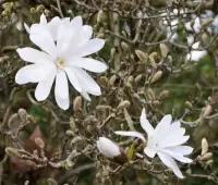 MAGNOLIA stellata / Magnolia étoilé - Photo 1