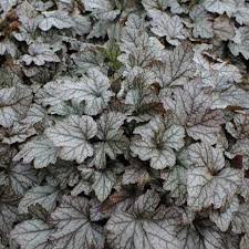 HEUCHERELLA 'QUICKSILVER' / Heuchérelle - Photo 1